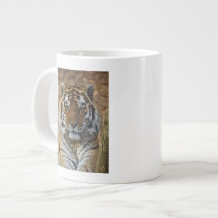 Bengal Tiger, Panthera tigris, Louisville Zoo, Jumbo-Tasse