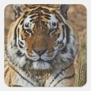 Bengal Tiger, Panthera tigris, Louisville Zoo, Quadratischer Aufkleber
