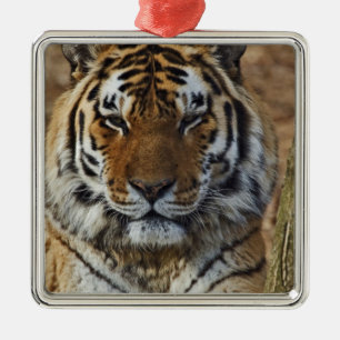 Bengal Tiger, Panthera tigris, Louisville Zoo, Silbernes Ornament