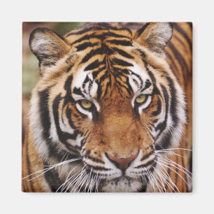 Bengal Tiger, Panthera tigris Magnet