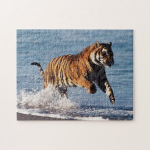 Bengal-Tiger (Panthera Tigris) Puzzle