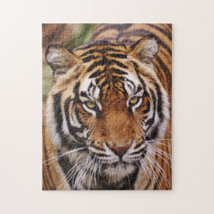 Bengal Tiger, Panthera tigris Puzzle