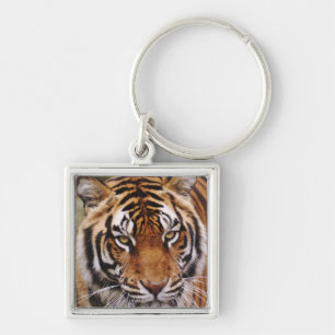 Bengal-Tiger, Panthera tigris Schlüsselanhänger