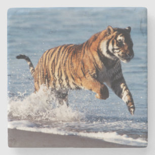 Bengal-Tiger (Panthera Tigris) Steinuntersetzer