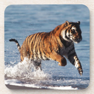 Bengal Tiger (Panthera Tigris) Untersetzer