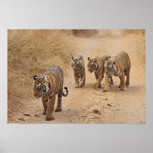 Bengal-Tiger Poster