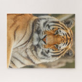 BENGAL-TIGER-PUZZEL PUZZLE (Horizontal)