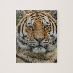 Bengal-Tiger-Puzzle Puzzle