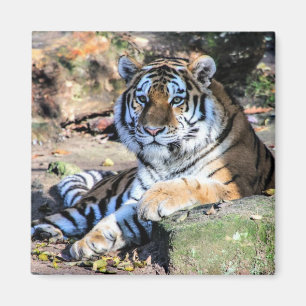 Bengal-Tiger ruht auf moosigem Felsen Magnet