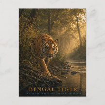 Bengal Tiger Sal Wald TIERE