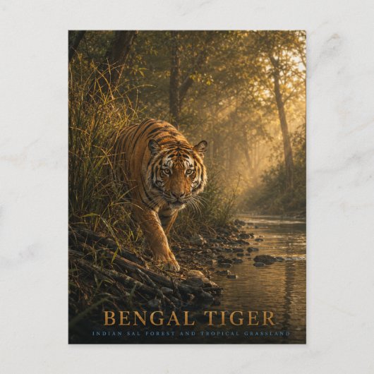 Bengal Tiger Sal Wald TIERE Postkarte (Vorderseite)
