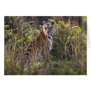Bengal-Tigerin im hohen Gras, beim Versuch zu jage