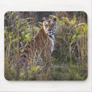 Bengal-Tigerin im hohen Gras, beim Versuch zu jage Mousepad