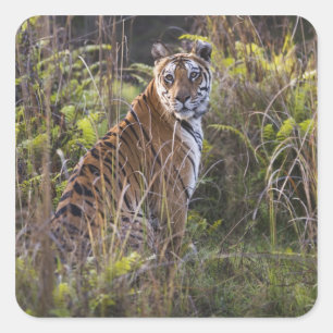 Bengal-Tigerin im hohen Gras, beim Versuch zu jage Quadratischer Aufkleber