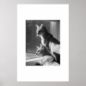 Bengalisch Cat Stalk Poster (Vorne)