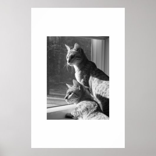Bengalisch Cat Stalk Poster (Vorne)