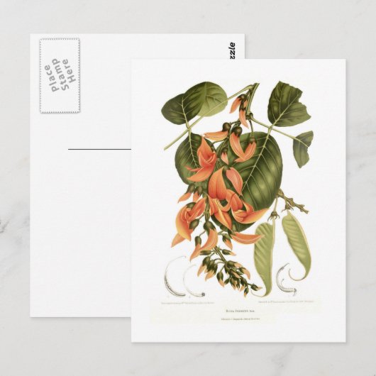 Bengalisch Kino Postkarte (Vorne/Hinten)