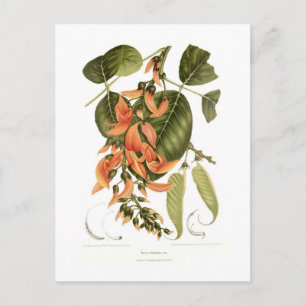 Bengalisch Kino Postkarte