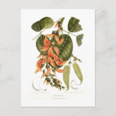 Bengalisch Kino Postkarte (Vorderseite)