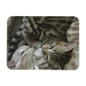 Bengalisch Kittens Magnet (Horizontal)