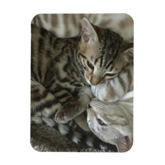 Bengalisch Kittens Magnet