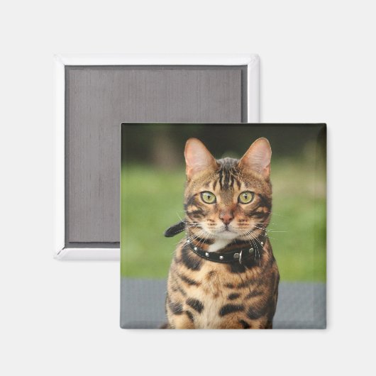 Bengalisch Tiger Cat Magnet (Vorderseite/Rückseite)