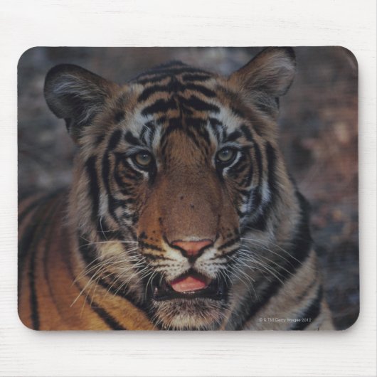 Bengalisch Tiger Cub Mousepad (Vorne)