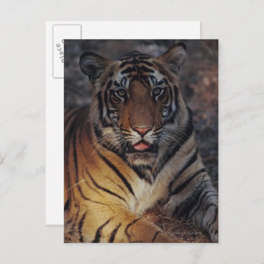 Bengalisch Tiger Cub Postkarte (Vorne/Hinten)