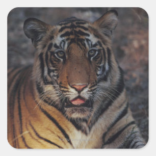 Bengalisch Tiger Cub Quadratischer Aufkleber