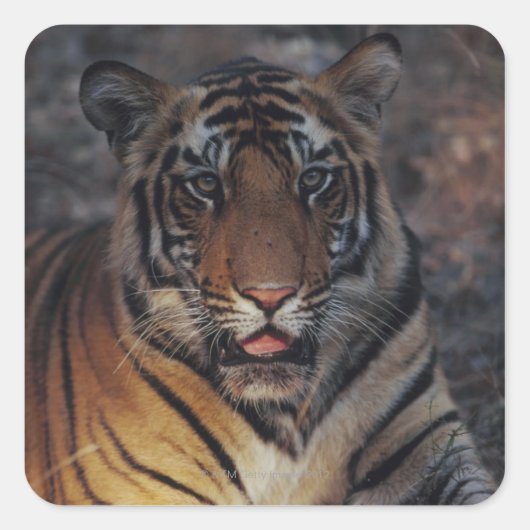 Bengalisch Tiger Cub Quadratischer Aufkleber (Vorderseite)