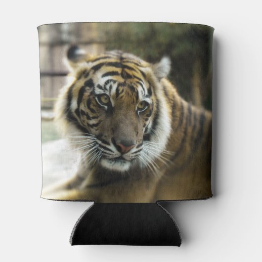 Bengalisch Tiger Dosenkühler (Rückseite)