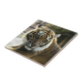 Bengalisch Tiger Fliese (Seite)