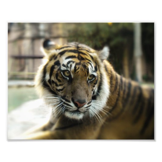 Bengalisch Tiger Fotodruck (Vorne)