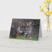 Bengalisch Tiger Grußkarte (4765) Karte (Gelbe Blume)