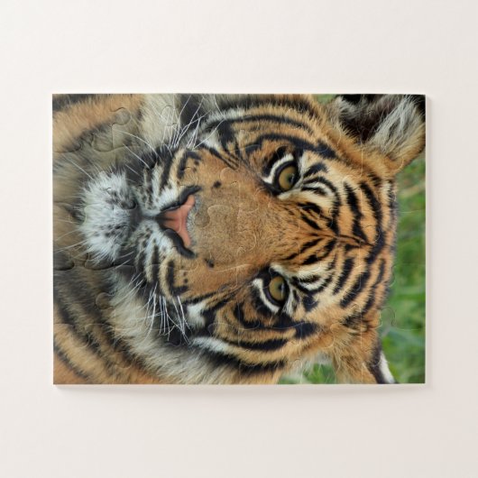 BENGALISCH TIGER JIGSAW PUZZLE (Horizontal)