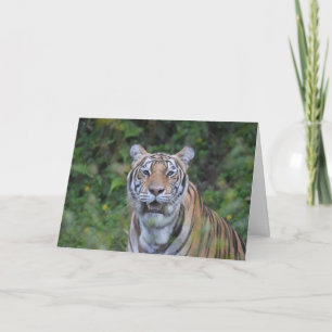 Bengalisch Tiger Karte