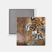 Bengalisch Tiger Magnet (Vorderseite/Rückseite)