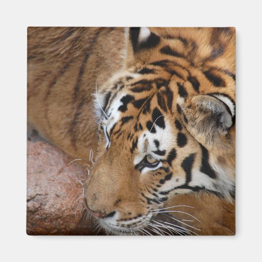 Bengalisch Tiger Magnet (Vorne)