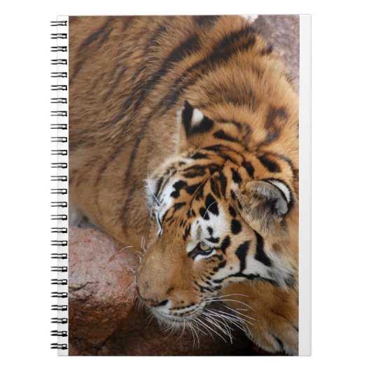Bengalisch Tiger Notizblock (Vorderseite)