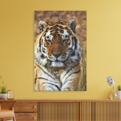Bengalisch Tiger, Panthera tigris, Zoo von Louisvi Leinwanddruck (Insitu (Wohnzimmer))