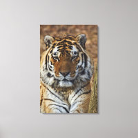 Bengalisch Tiger, Panthera tigris, Zoo von Louisvi