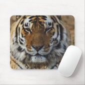 Bengalisch Tiger, Panthera tigris, Zoo von Louisvi Mousepad (Mit Mouse)