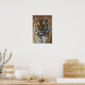 Bengalisch Tiger, Panthera tigris, Zoo von Louisvi Poster (Küche)