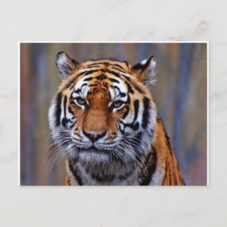 Bengalisch Tiger PostCard Postkarte