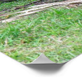 Bengalisch Tiger Poster (Ecke)