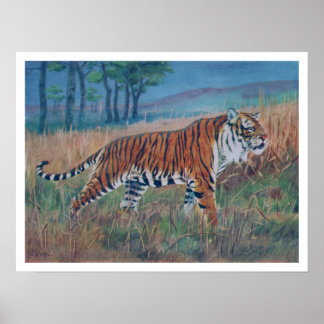 Bengalisch Tiger Poster