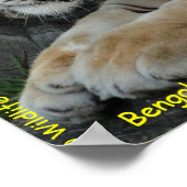Bengalisch Tiger Poster (Ecke)