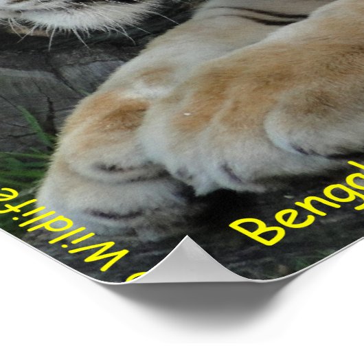 Bengalisch Tiger Poster (Ecke)