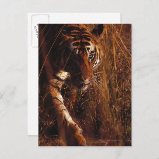 Bengalisch Tiger Postkarte (Vorne/Hinten)