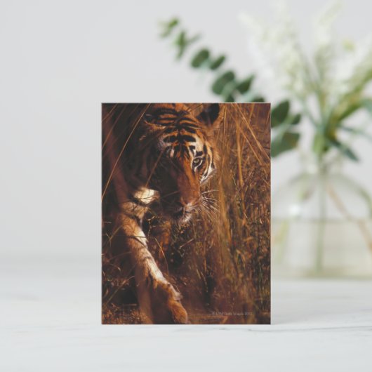 Bengalisch Tiger Postkarte (Stehend Vorderseite)